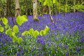 Bluebells and wild garlic in Rossmore Forest Park - May 2017 (31)